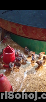 ১ দিন বয়সি ফাউমি মুরগির বাচ্চা বিক্রয় করা হবে।